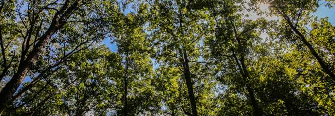 tall trees in the forest with blue skys and sun in the background